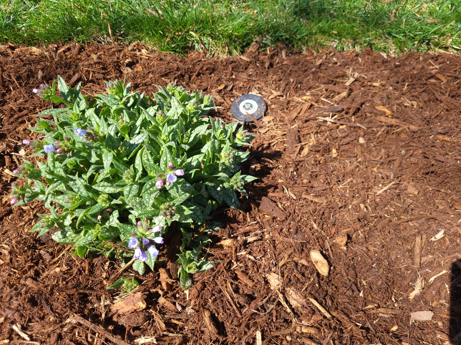 Hardwood Double-Grind Mulch