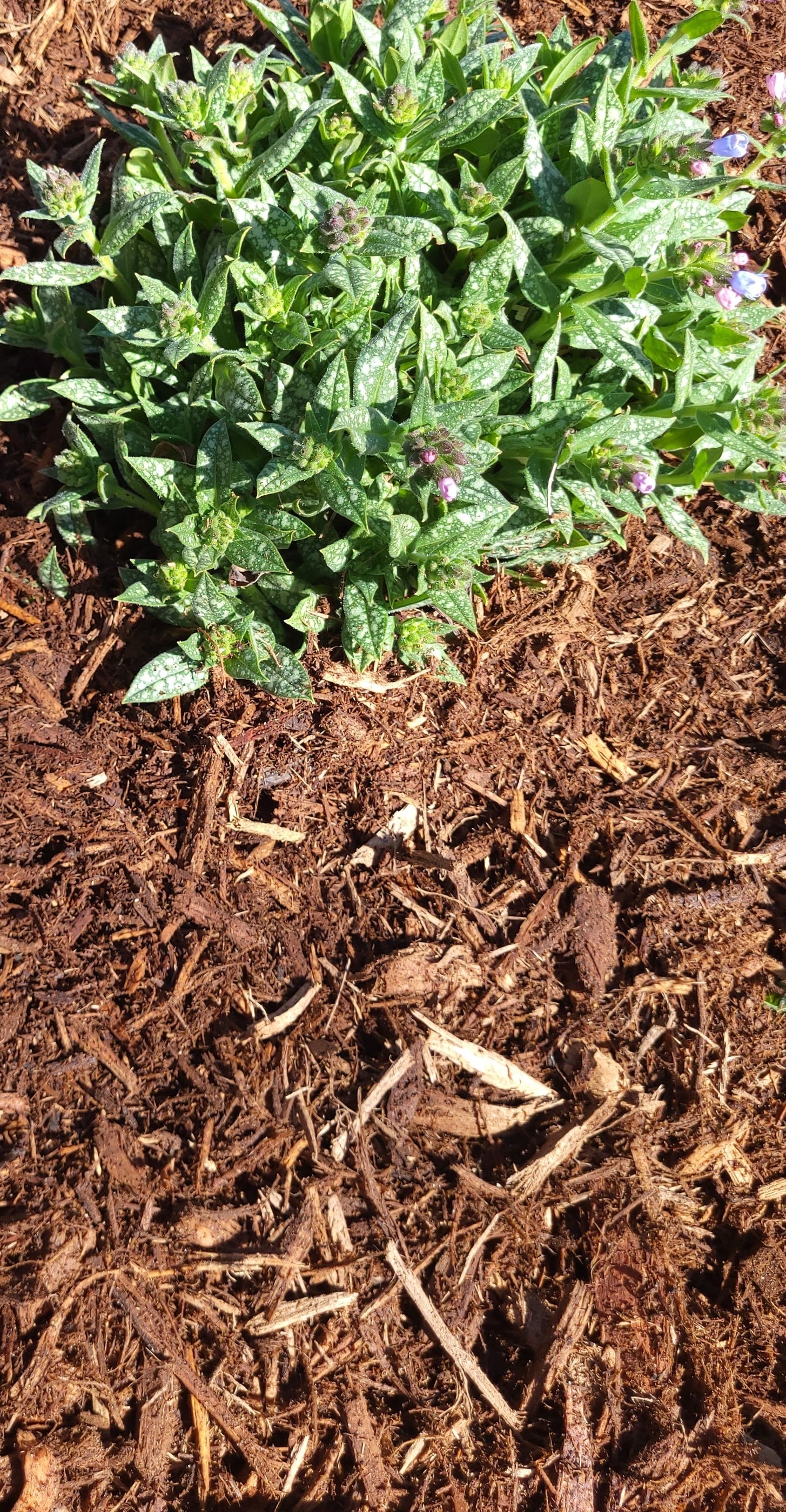 Hardwood DoubleGrind Mulch Delivery in Ann Arbor, Dexter, Saline The