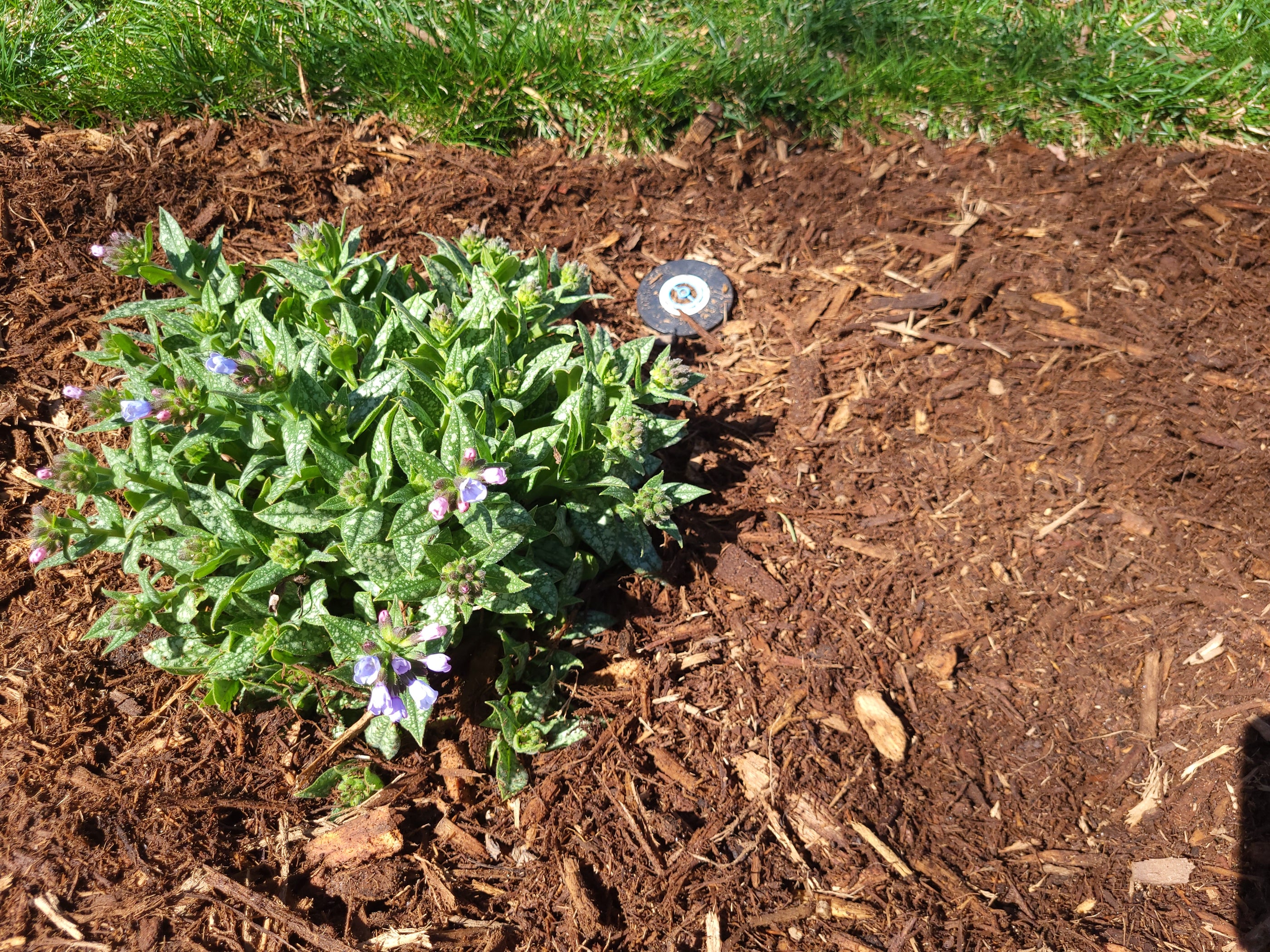 Hardwood DoubleGrind Mulch Delivery in Ann Arbor, Dexter, Saline The